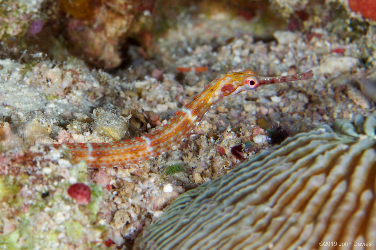 Fiji20150036