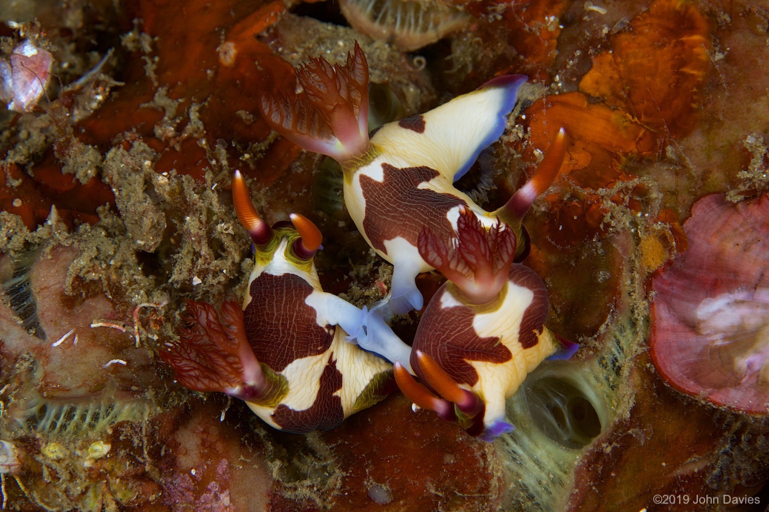 nadlembeh20140055